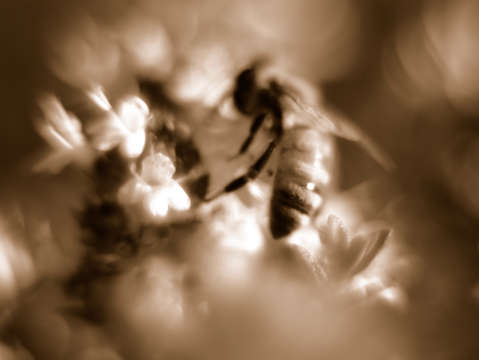 Bee on flower sepia