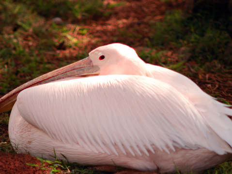 Resting