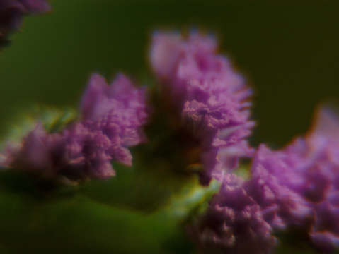 Purple flower cluster