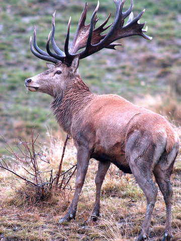 Red stag