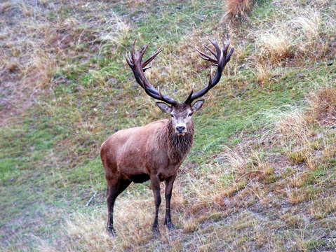 Red stag in new zealand