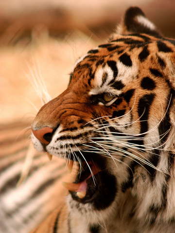 Snarling tiger