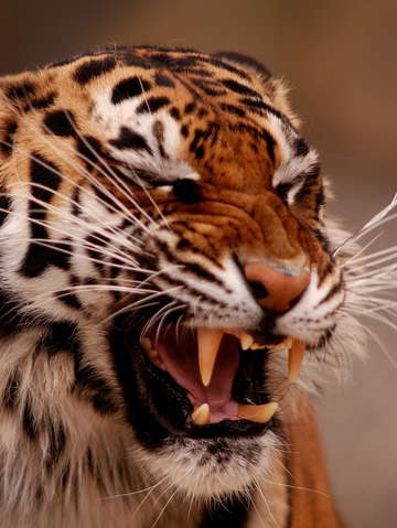 Tiger snarling
