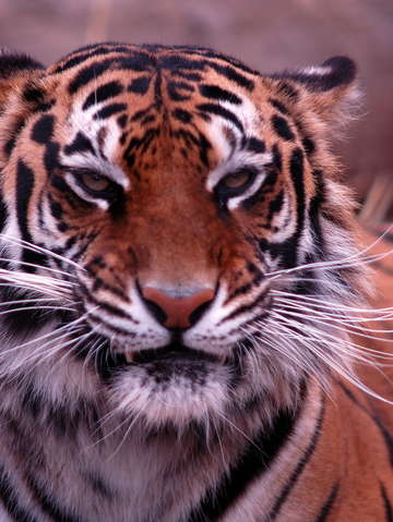Tiger stare 2