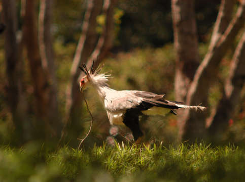 Secretary bird with branch