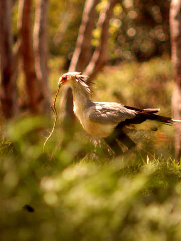 Secretary bird on watch