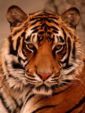 Tiger stare down