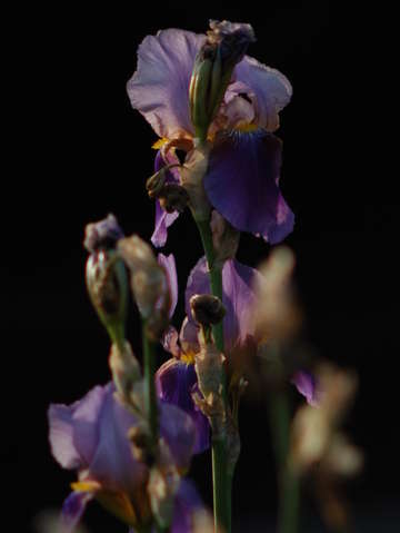 Gladiola 2