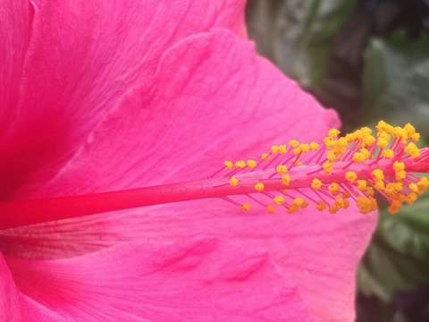 Hibiscus 6