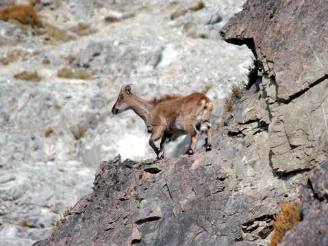 Tahr on cliff