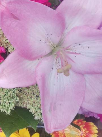 Pink flowers 5