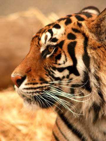 Tiger profile