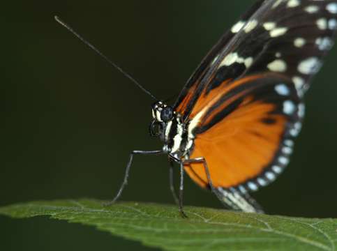 Butterfly poised to fly