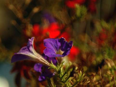 Flower swirl