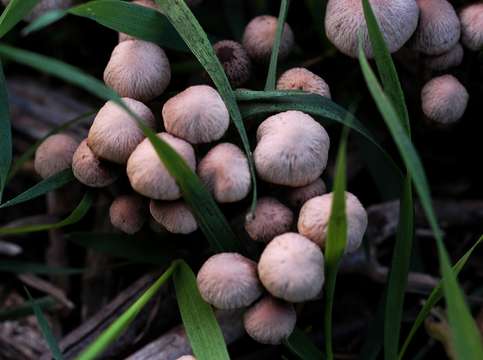 Mushrooms in grass