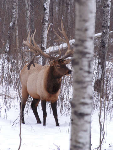 Elk in winter