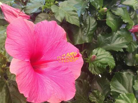 Hibiscus bloom