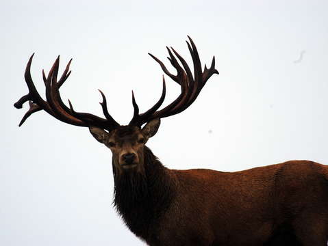 Red stag on skyline