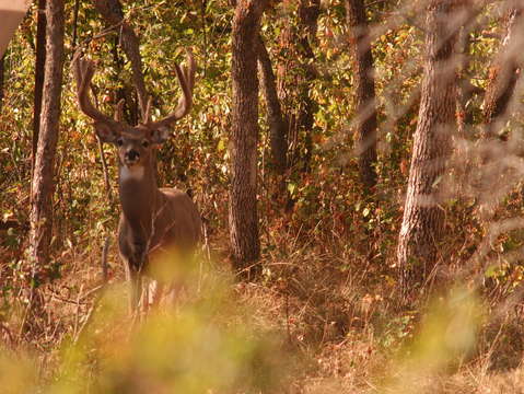 Whitetail in woods