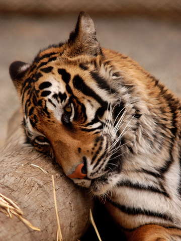 Tiger sleeping