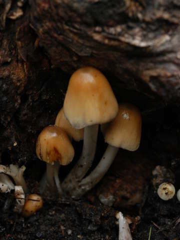 Mushroom in hiding