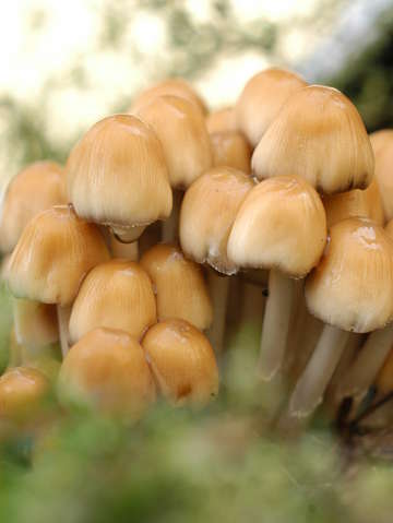 Mushroom group