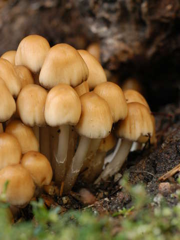 Mushroom forest