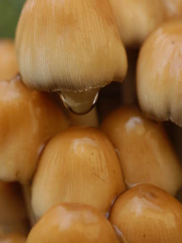 Mushroom and waterdrop