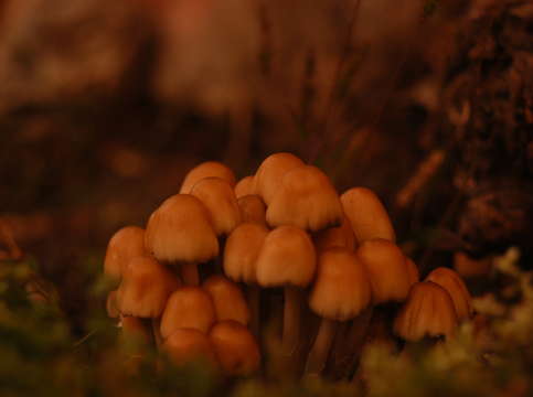 Mushrooms at dusk