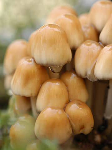 Mushroom group 2
