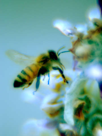 Bee in flight neon
