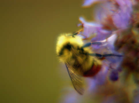Bumblebee on flowers