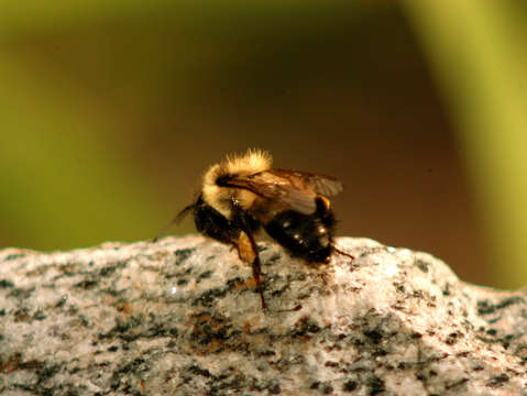 Bumblebee on rock