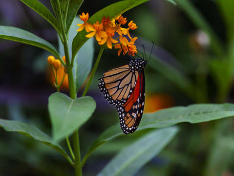 Monarch butterfly 2