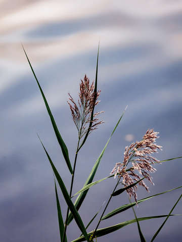 Reeds 4