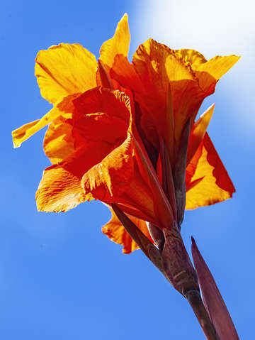 Lily 10