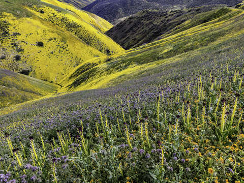 Blazing stars lacy phacelia desert candles hillsid