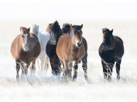 Mongolian horses on the winter tundra