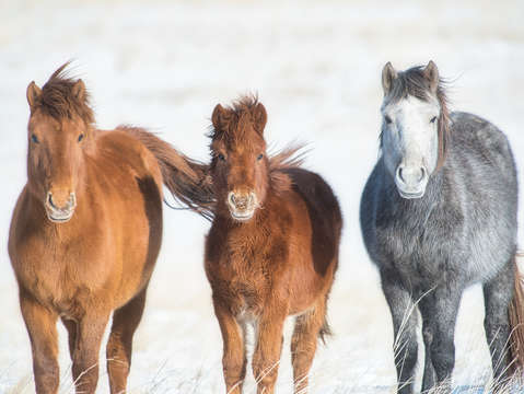 Mongolian horses on the winter tundra 2