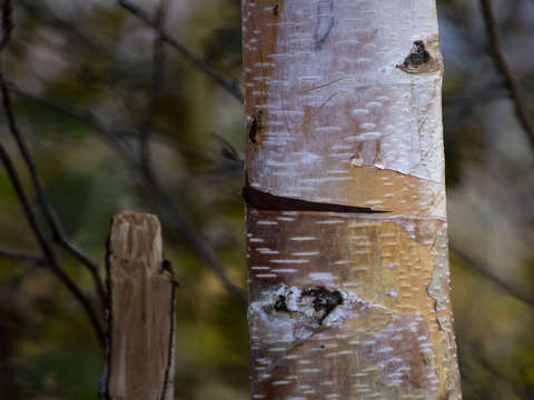 Aspen tree in anchorage alaska