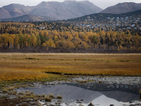 Fall colors in anchorage alaska