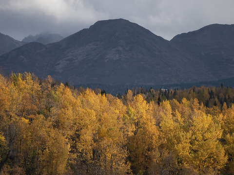Golden leaves in anchorage