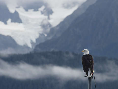 Bald eagle in seward alaska
