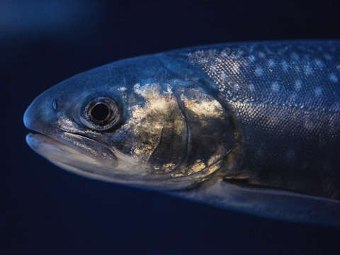 Alaskan fish