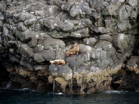 Sea lions in alaska