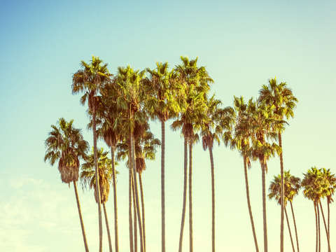 Copper tone palms