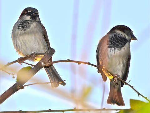 Twig for Two