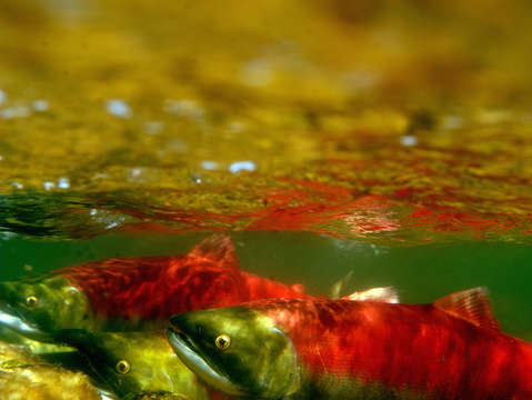 Spawning sockeye salmon 2