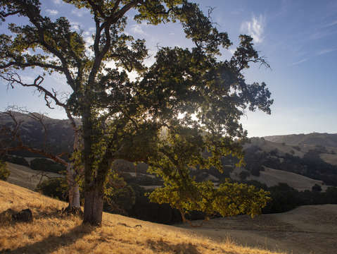 Sunol oak tree 1