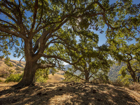 Sunol oak tree 6